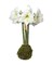 Denver Moss Coated Jumbo Amaryllis -Immediate Shipping for Holiday Blooms